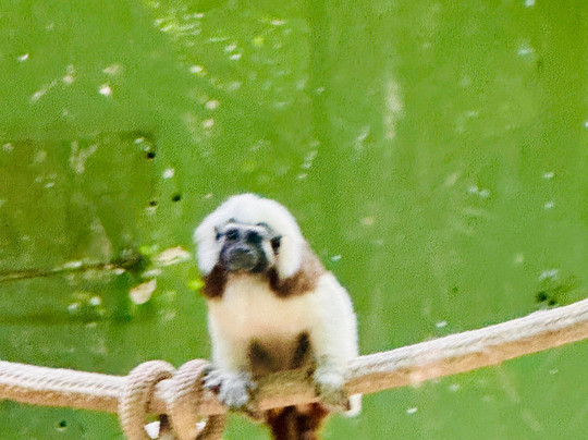 Akumal Monkey Sanctuary & Rescued Animals-艾库玛尔必去景点