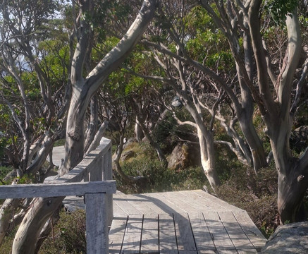 Snow Gums Boardwalk-Charlotte Pass必去景点