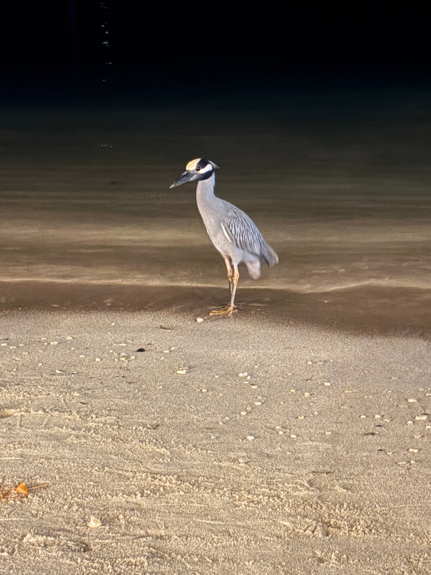 Wharfside Village Hotel-官方