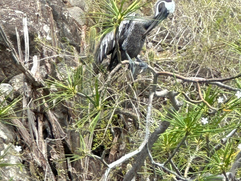 Mawaly Excursions-Terre-de-Haut必去景点
