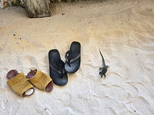 Scilly Cay-Island Harbour必去景点