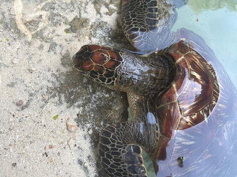 Nungwi Mnarani Aquarium-孥归必去景点