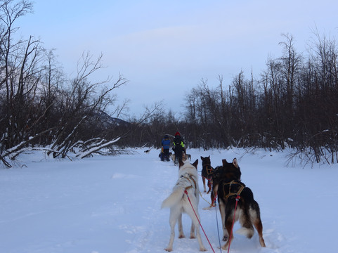 Northern Light Dog Adventure-Nordkjosbotn必去景点
