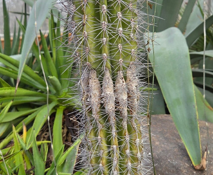 Buffalo and Erie County Botanical Gardens-水牛城必去景点