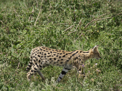 Hors Pistes Voyages-阿鲁沙必去景点