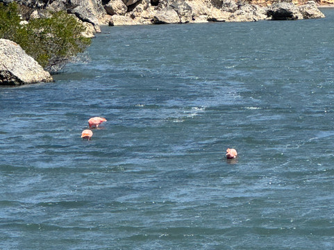 Bonaire National Marine Park-Kralendijk必去景点