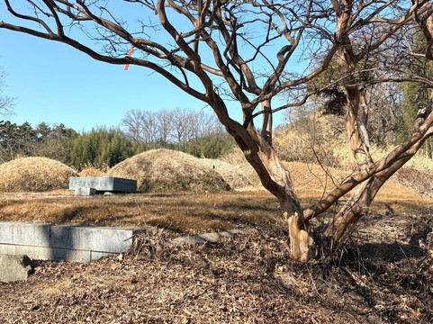 Guryong Village Bamboo Forest-益山市必去景点