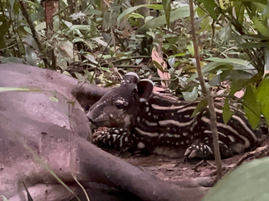 Osa Viva Tours-Puerto Jimenes必去景点