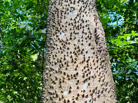 Annaberg Sugar Plantation-维尔京群岛国家公园必去景点