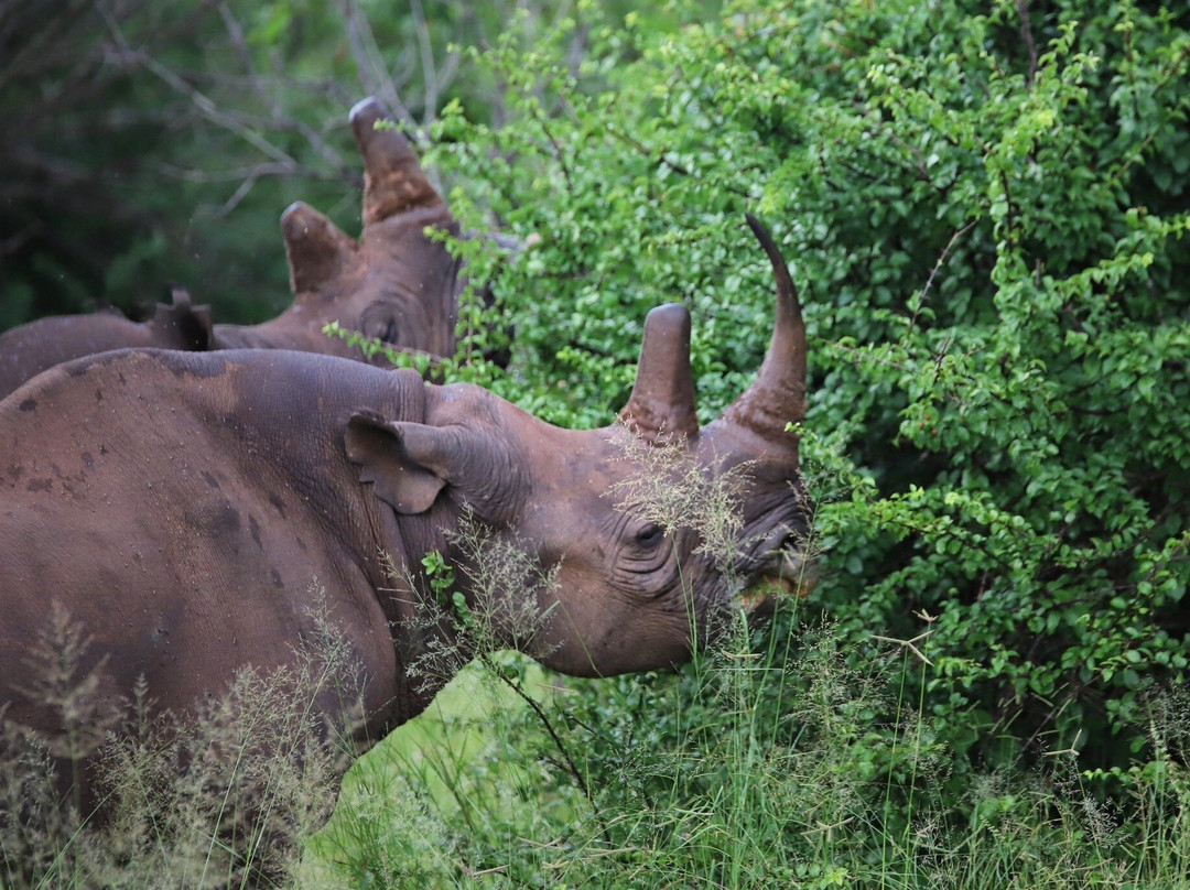 The Stanley and Livingstone-维多利亚瀑布必去景点