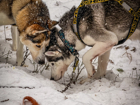 Arctic Expedition-埃斯波必去景点