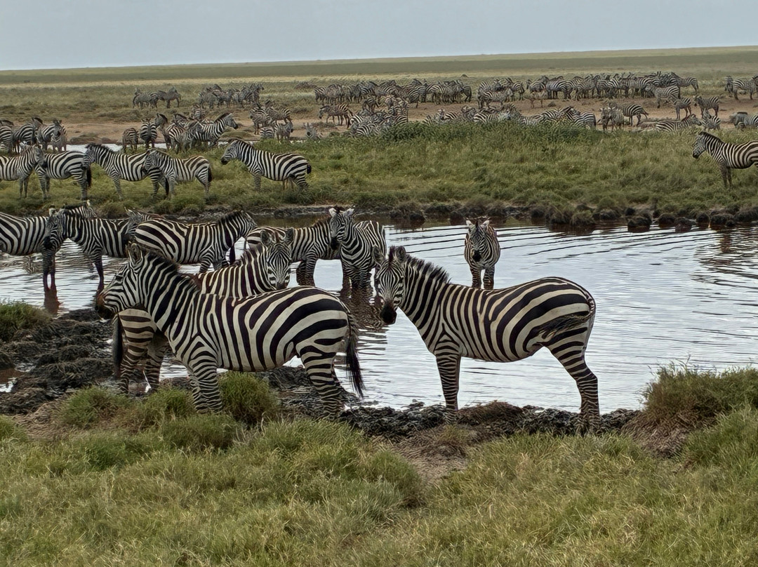 Safari Haven