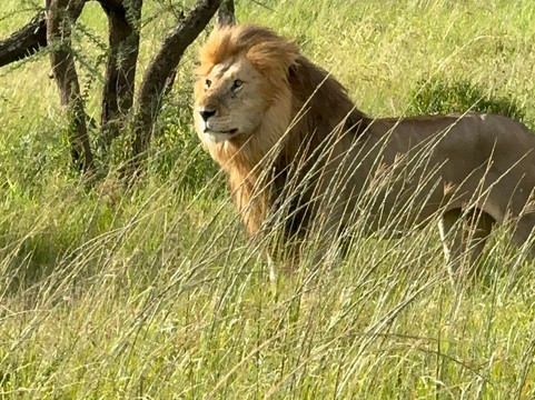 African Scenic Safaris-莫西必去景点