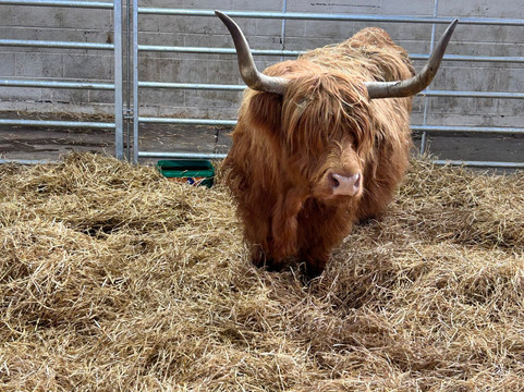 Dalscone Farm Fun-邓弗里斯必去景点