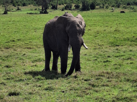 Besh African Adventures-内罗毕必去景点