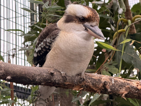 Pili Palas Nature World-Menai Bridge必去景点