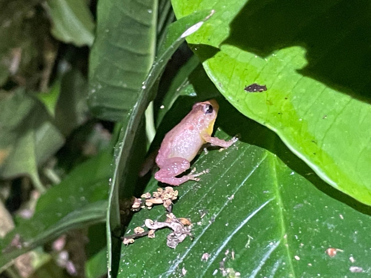 Mount Totumas Cloud Forest-官方