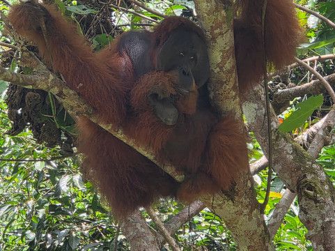 Sumatra Tour Adventures-武吉拉旺必去景点