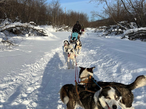 Northern Light Dog Adventure-Nordkjosbotn必去景点