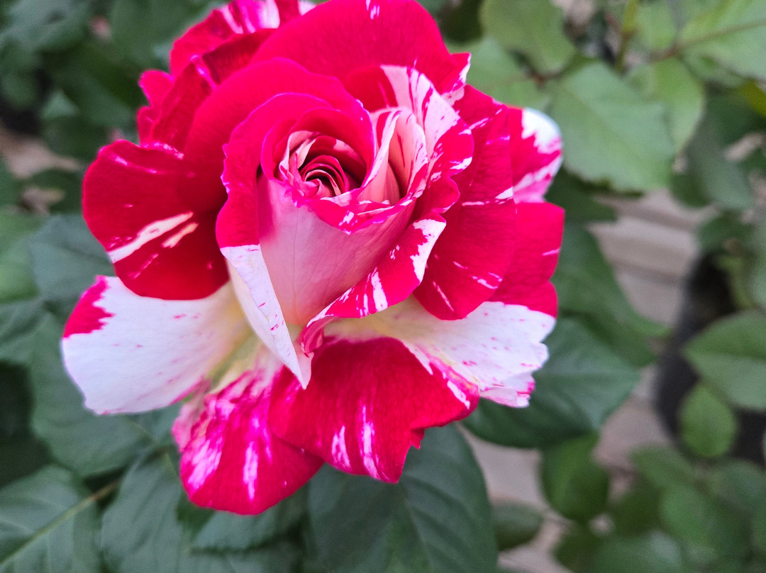 Windmill Garden Centre and Butterfly House-梅迪辛哈特必去景点