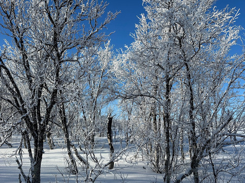 Adventure Lapland-Jukkasjarvi必去景点