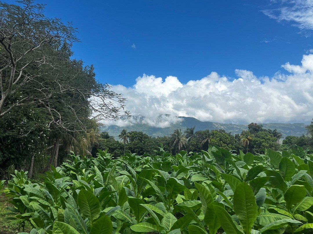 Zemis Tobacco and Cigars Factory-圣地亚哥必去景点