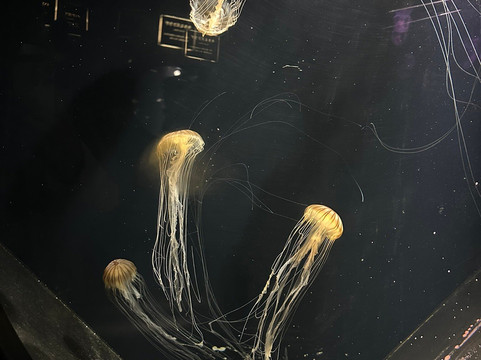 Shimoda Aquarium-下田市必去景点