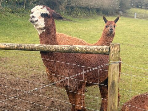 Lydford Gorge Alpacas-Lydford必去景点