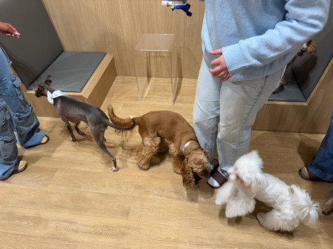 いぬカフェRIO 浅草店