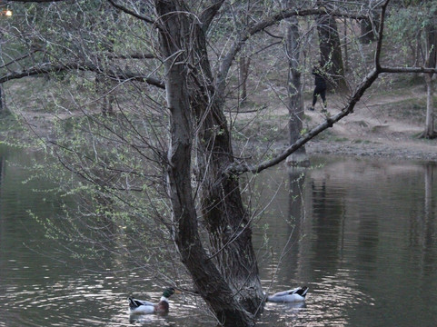 Grand Park (Parku i Madh)-地拉那必去景点