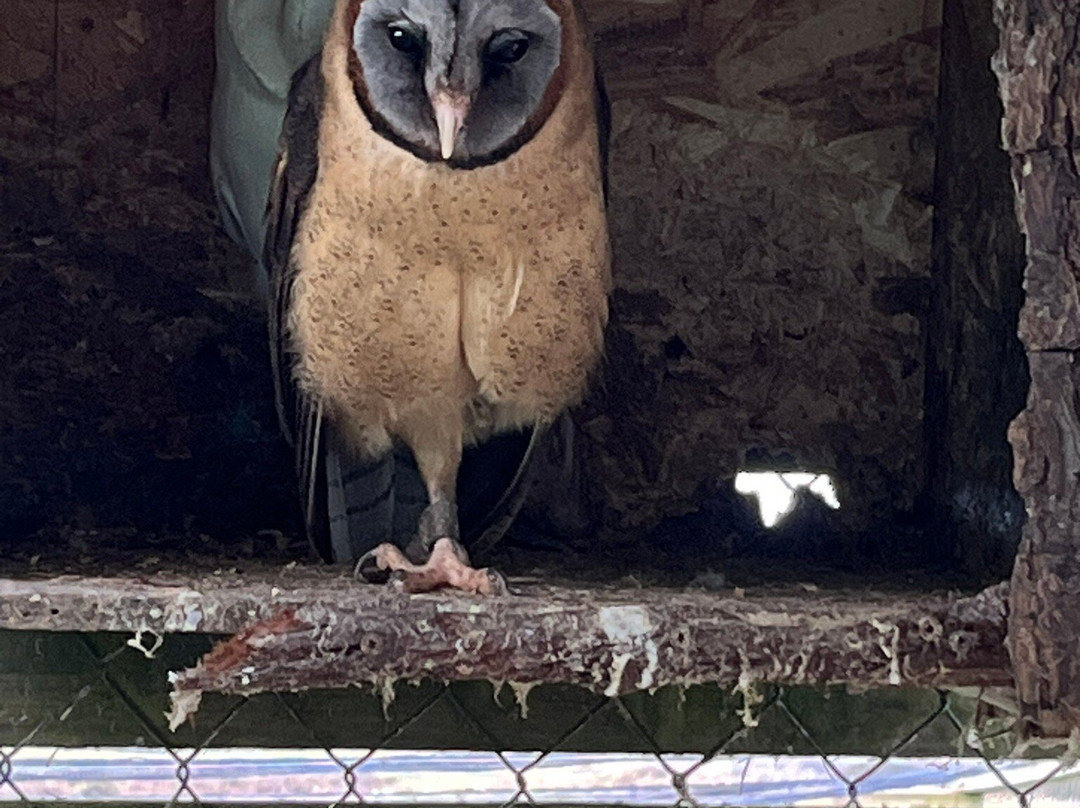 The Owls Trust-兰迪德诺必去景点