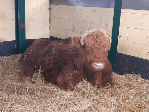 Rare Breeds Centre-Woodchurch必去景点