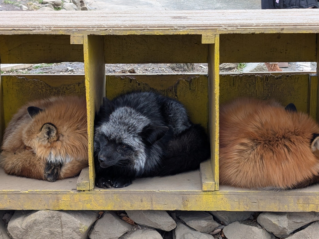 Miyagi Zao Fox Village-白石市必去景点