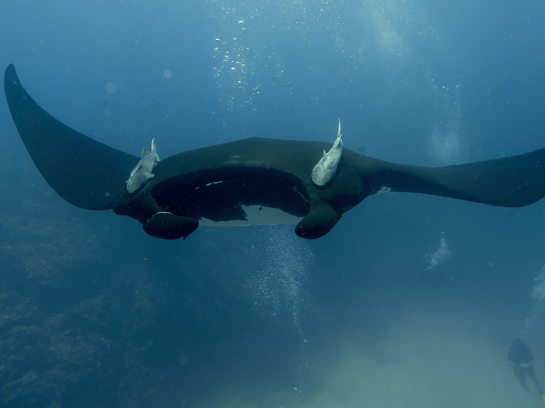 Costa Rica Dive and Surf-乌维塔必去景点