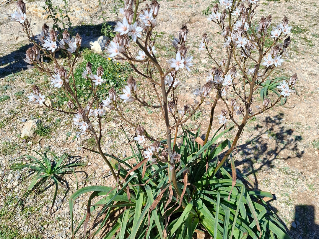 Far De La Mola-El Pilar de la Mola必去景点