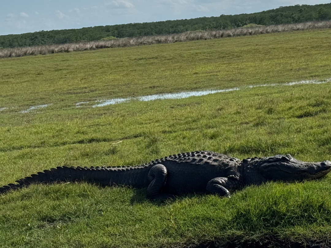 Midway Airboat Rides-Midway必去景点