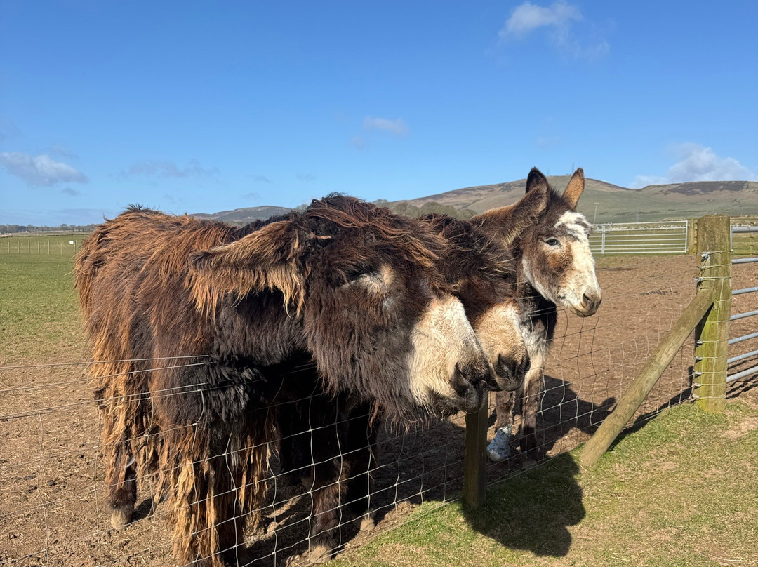 Balnuith Alpacas-敦提必去景点