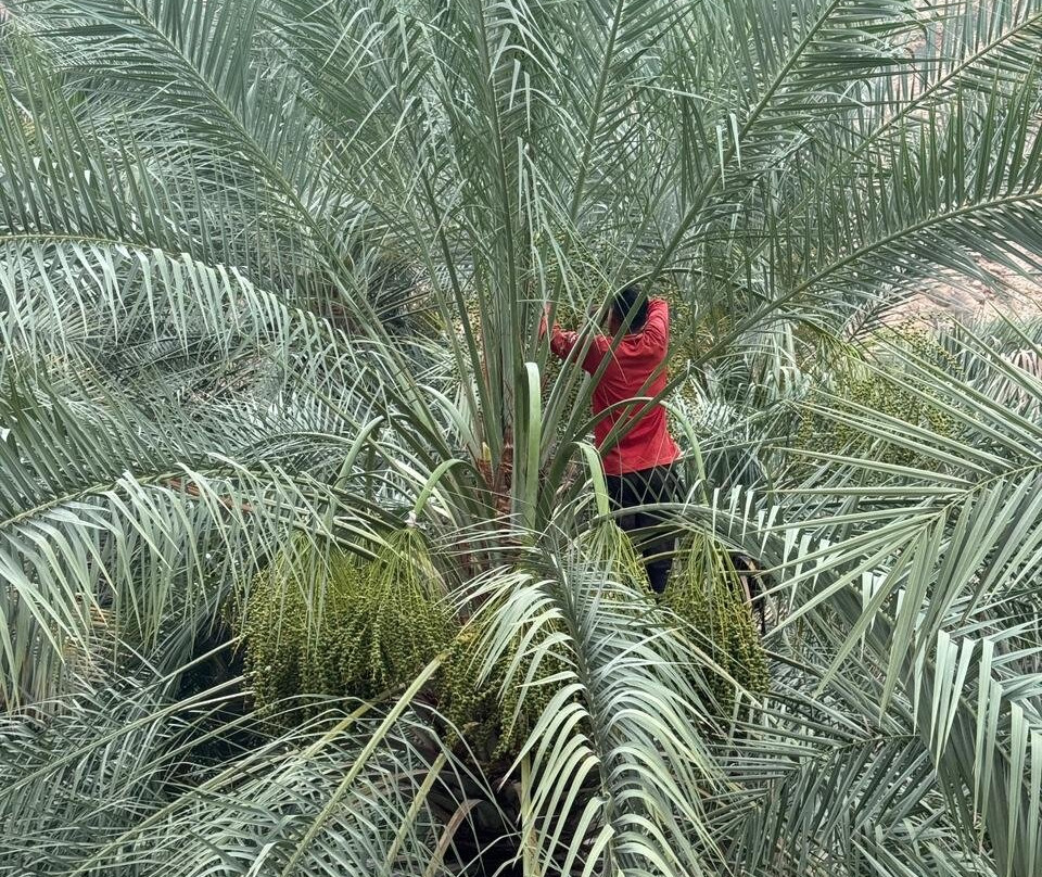 Wadi Tiwi-提维必去景点