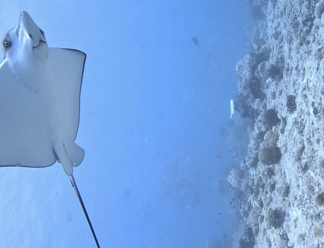 Euro-Divers LUX South Ari Atoll-南阿里环礁必去景点