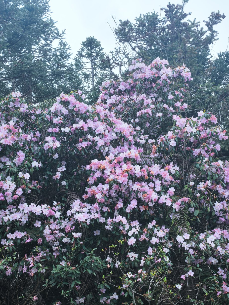 温州楠溪江鸿居酒店-官方