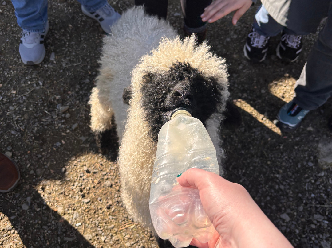 Sheep Smarts-Rathdrum必去景点