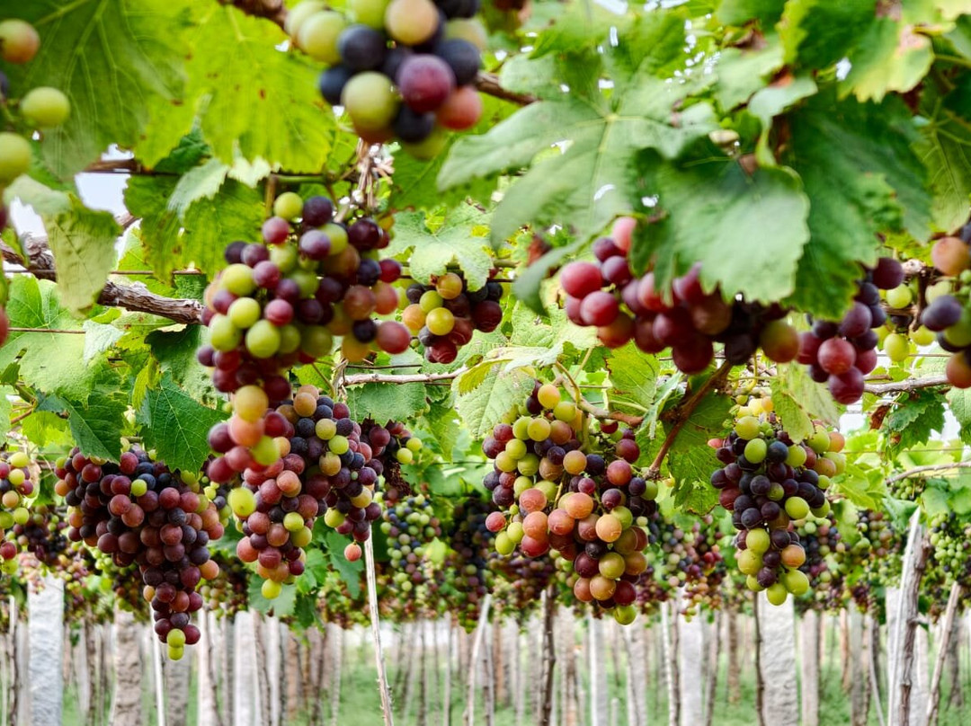 MSR Grapes Garden-Cumbum必去景点