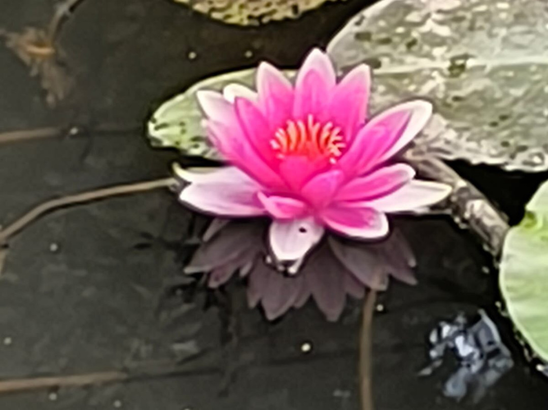 Jardin Botanique Jean-Marie Pelt-Villers-les-Nancy必去景点