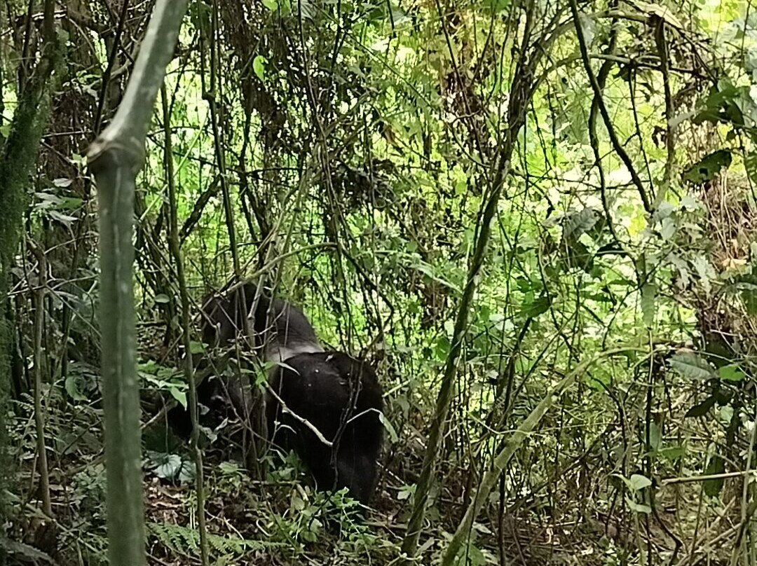 Trek Gorilla Safaris-坎帕拉必去景点