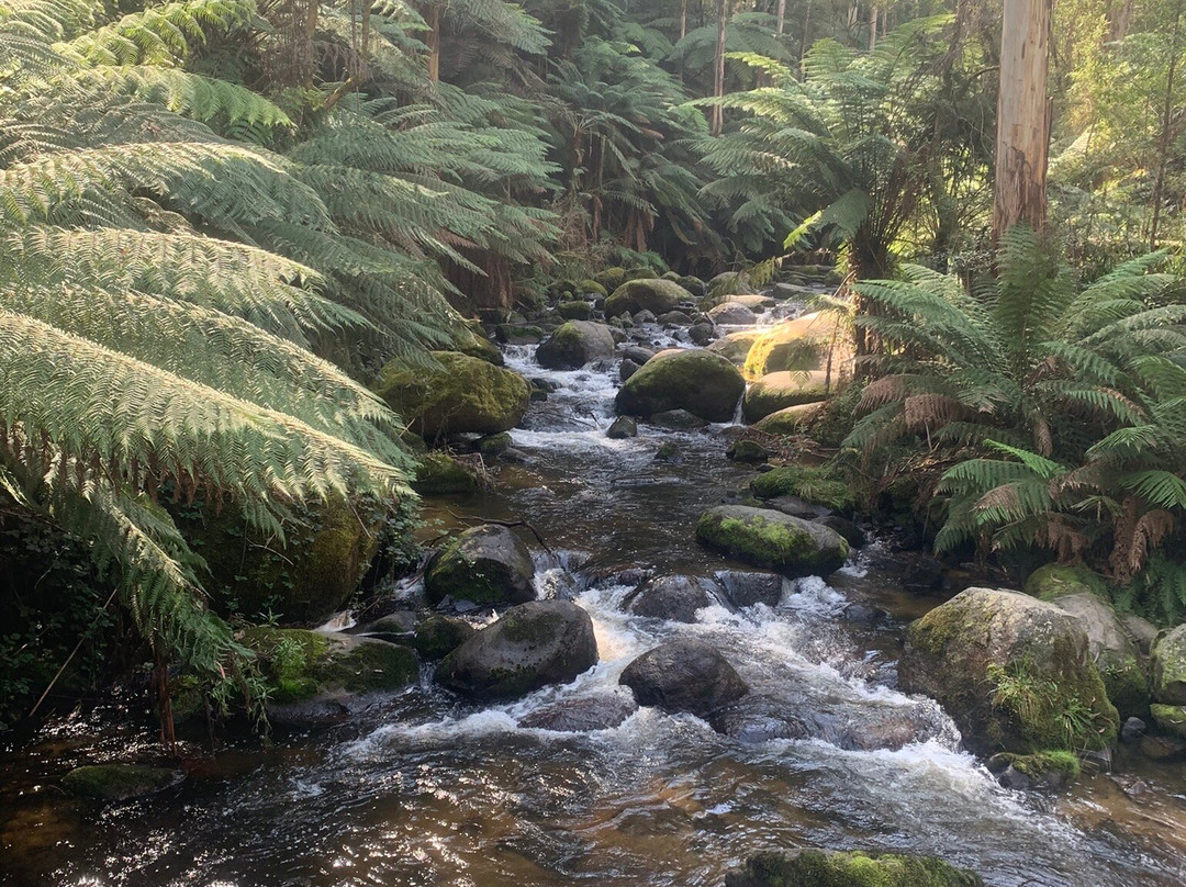 Toorongo Falls-Noojee必去景点