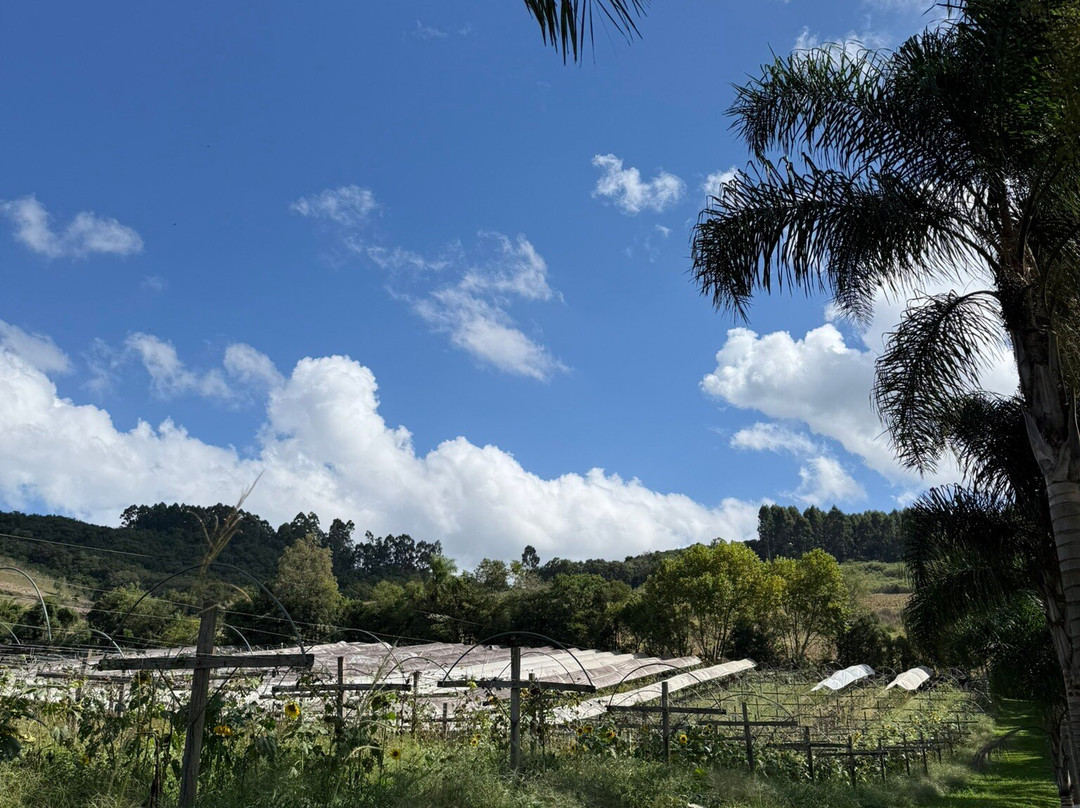 Valparaiso Vinhos E Vinhedos-Barao必去景点