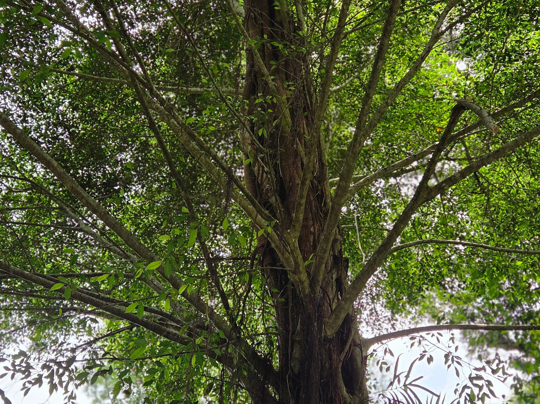 蒙纳大树酒店主图