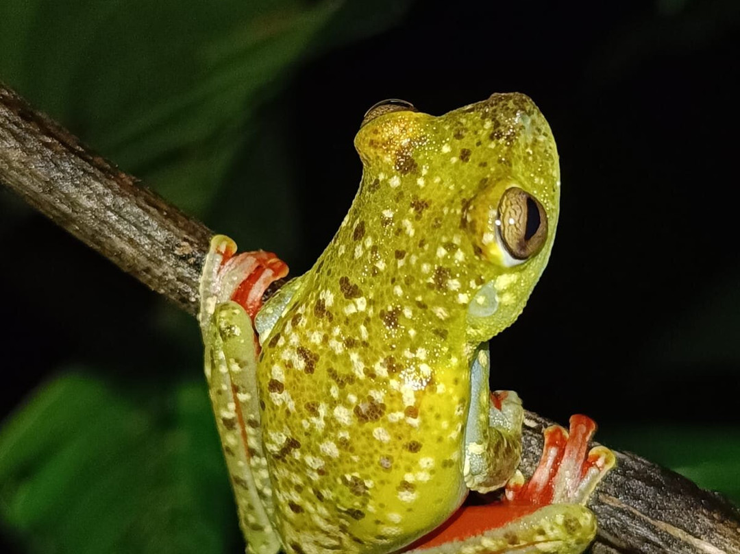 Manzanillo Night Jungle-Manzanillo必去景点
