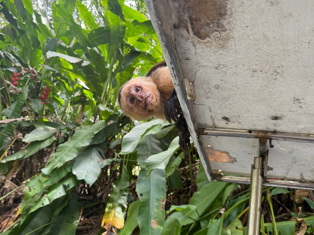 Monkey Mangrove Tour-克波斯必去景点