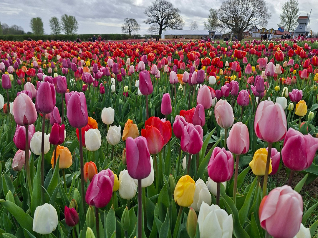 Tulleys Tulip Garden - Warwickshire-沃里克必去景点